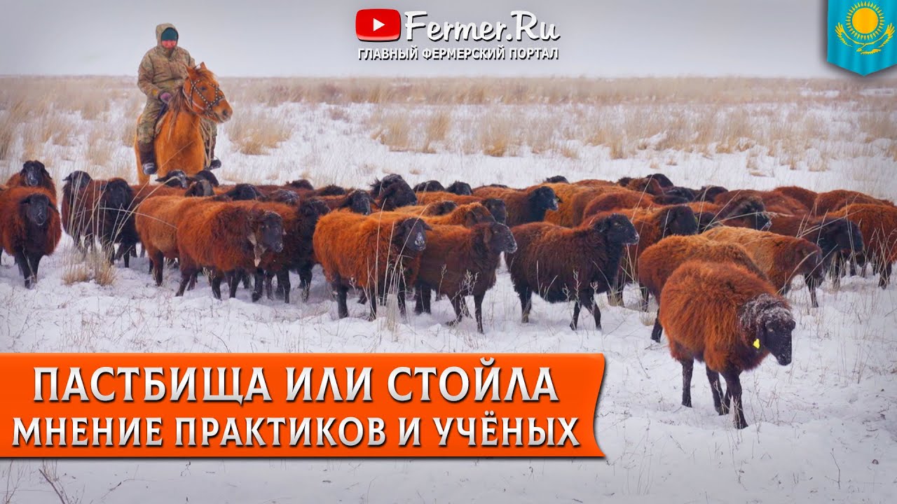 🐏Один окот в год? Два окота в год? Три окота в два года? Ученые и практики про разведение овец