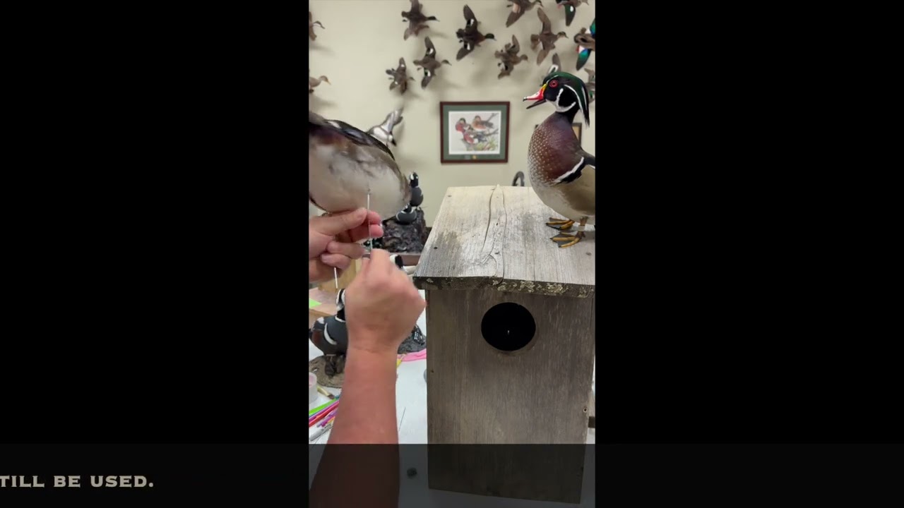 How Can I Adjust Standing Bird Feet? | Taxidermy Tip with Shane Smith
