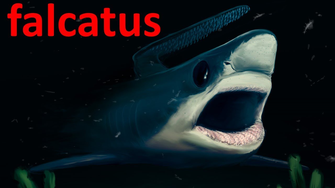 falcatus