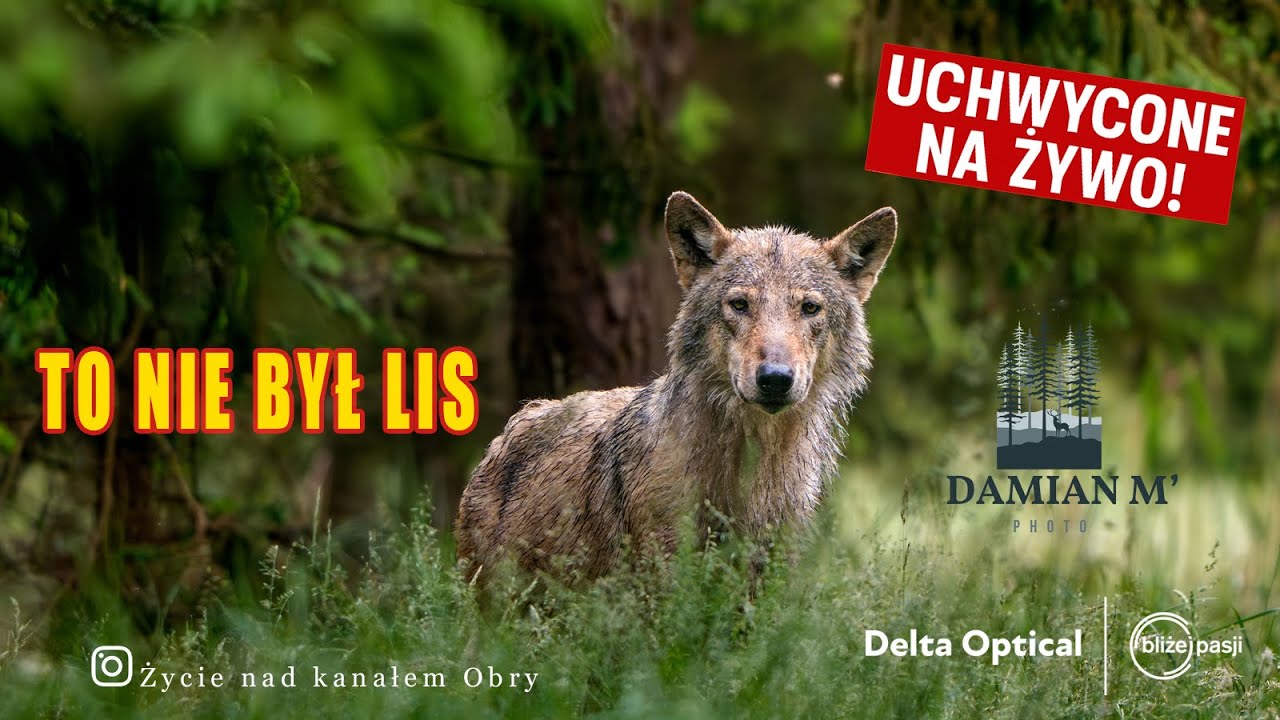 Myślałem, że to lis… A to był WILK! 🐺 Pierwszy raz w życiu widziałem to na własne oczy… DZIKI WILK!