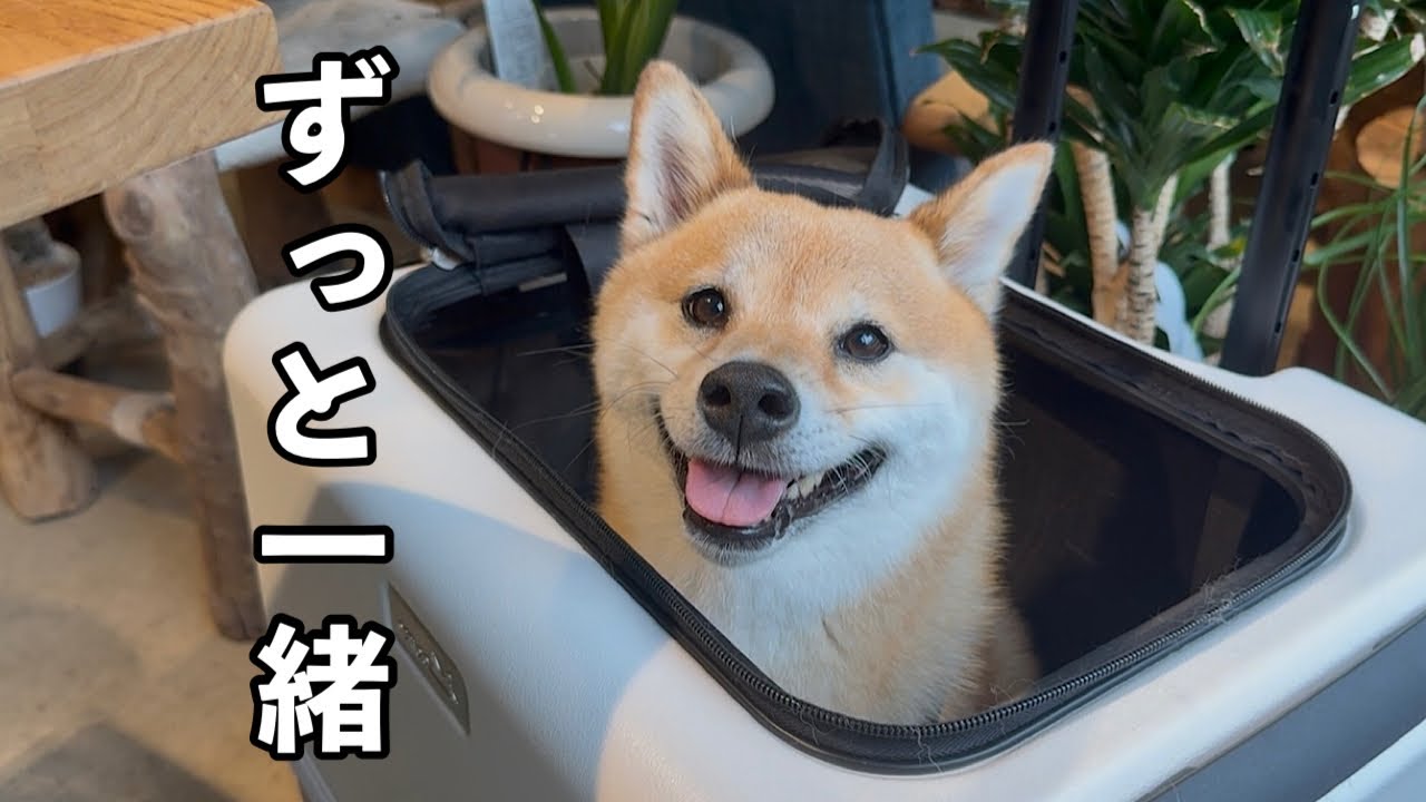 愛犬とふたり暮らしになり初めてのデートをした1日