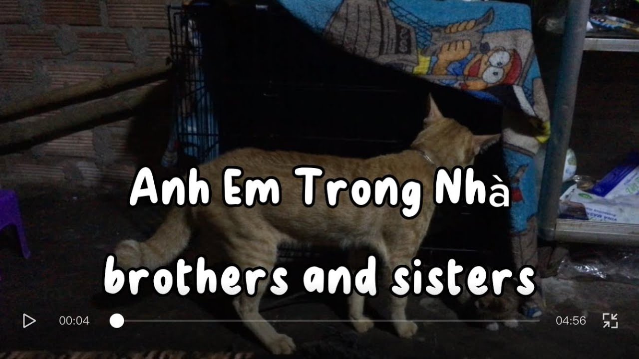 Anh Em Trong Nhà😆🐈 brothers and sisters