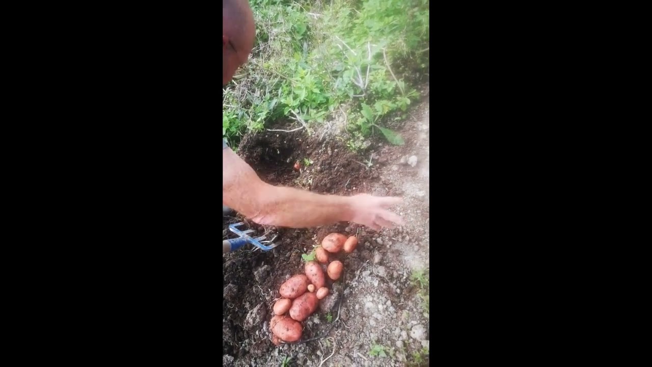Récolte des #pommes de terre Désirée , septembre 2025 .