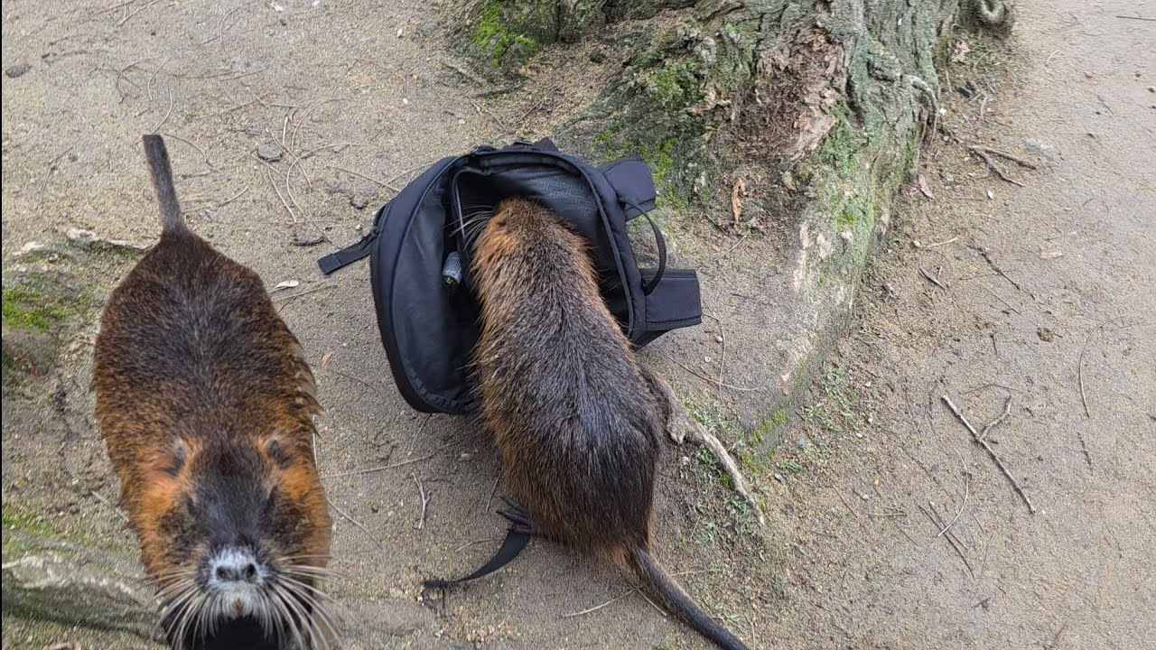 O NUTRIE A INTRAT IN RUXACUL MEU SI A FURAT MANCAREA. AM HRANIT NUTRIILE DIN PRAGA.