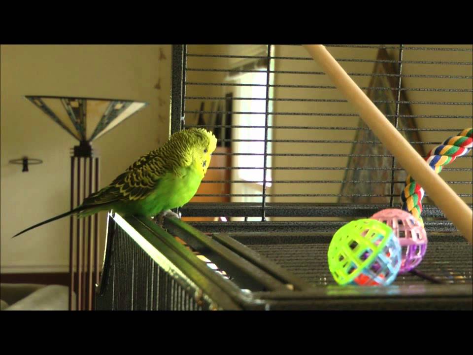 I'm Disco and I Know It!