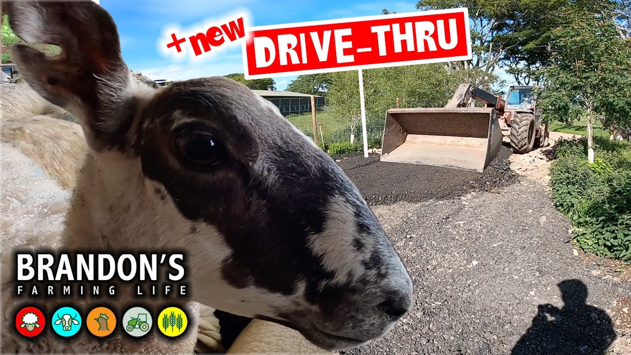 Sheep treatment + a new drive-thru!