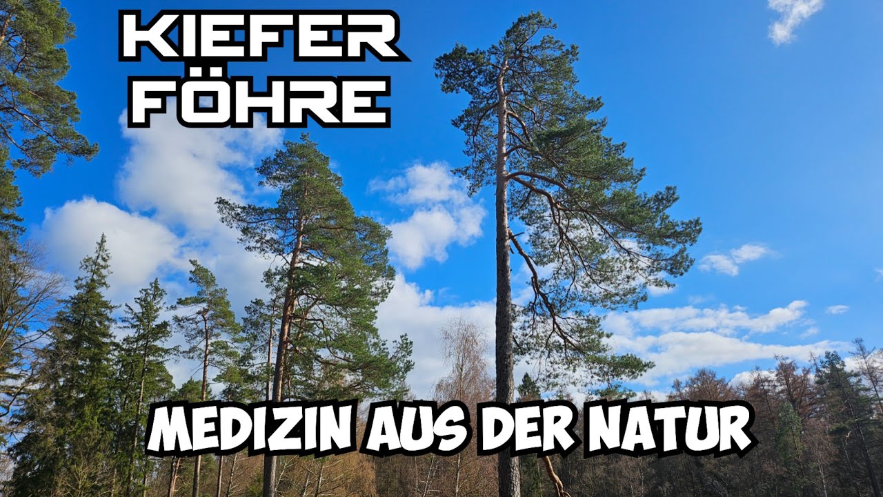 Kiefer / Föhre - Medizin aus der Natur #survival #outdoors #bushcraft #botanik #kiefer #wald  #tea 
