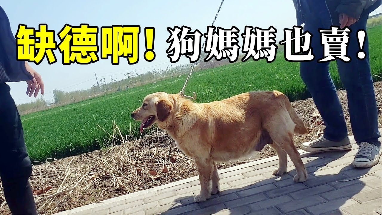 看見有人出售懷孕金毛犬，男子擔心落入壞人手，將她買下！