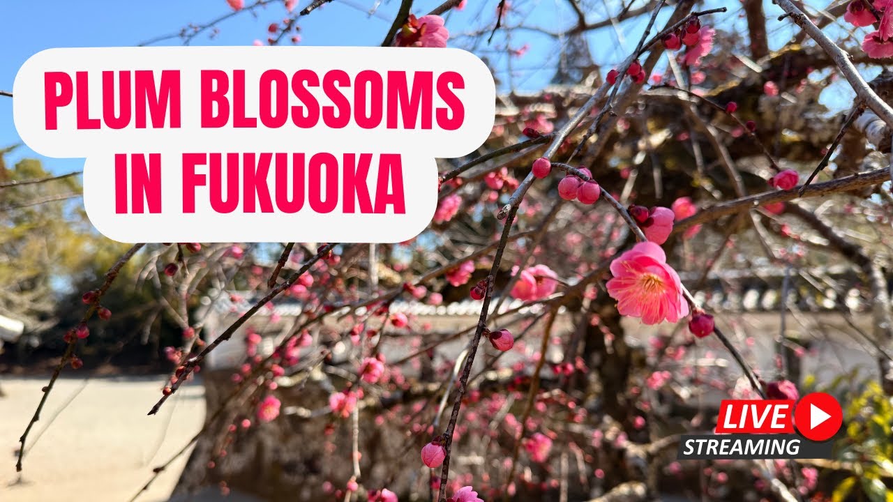 Fukuoka's Plum Blossoms - are they out?