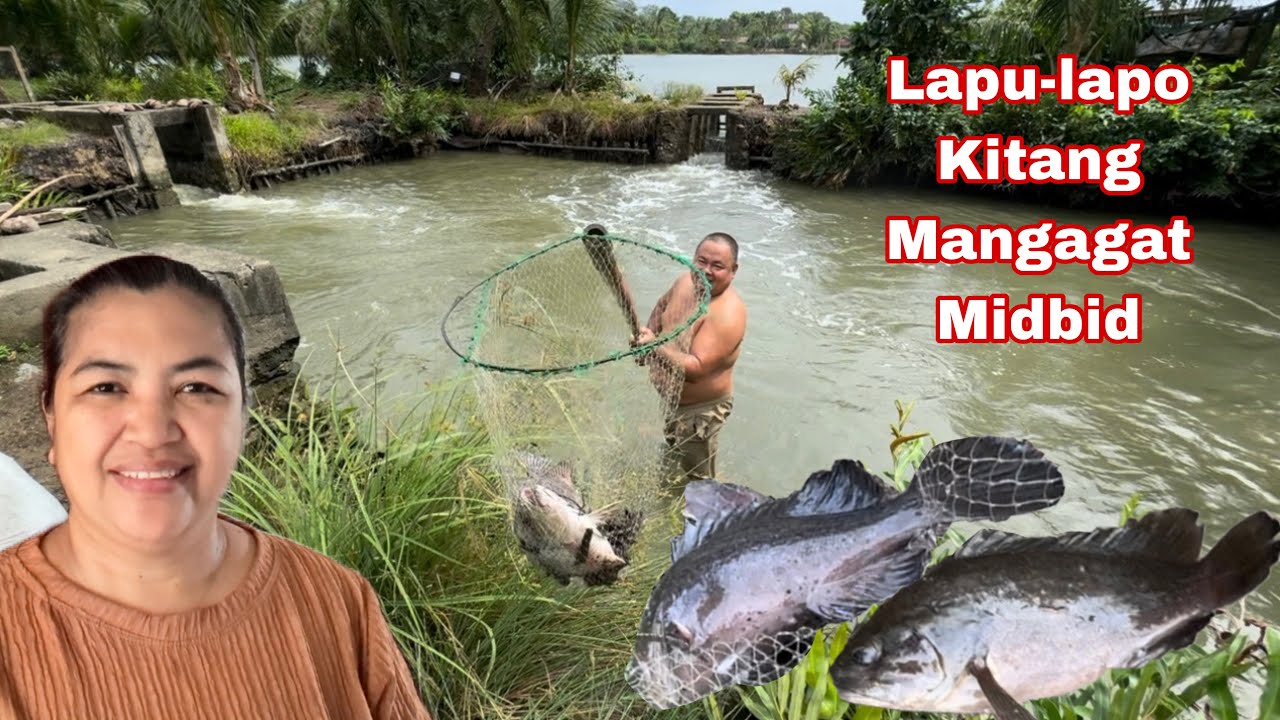Lapu-lapu Kitang at Mangagat ang huli ni Bossing 