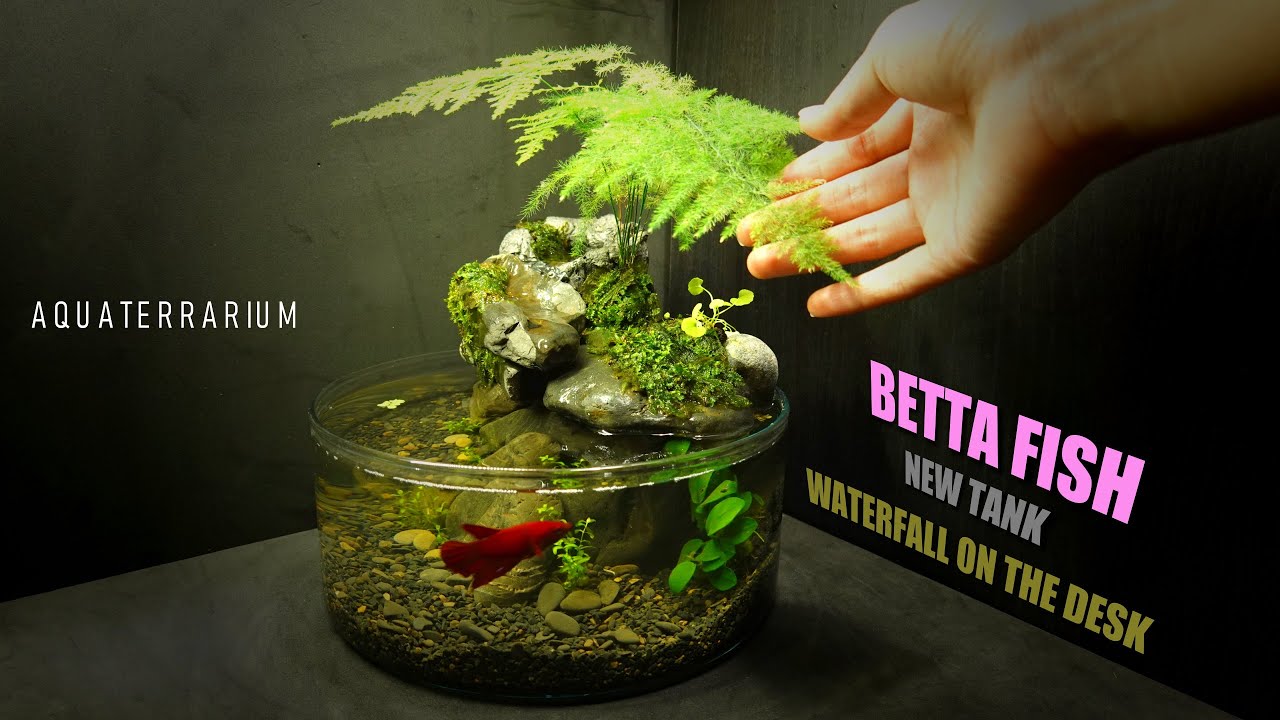 Amazing Betta Fish Waterfall Tabletop Aquarium l Aquascape DIY No Co2,No Filter,No Ferts