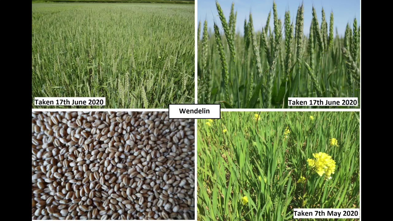 ECOBREED Farmer Participatory Trial: Smales Organic Seeds, UK