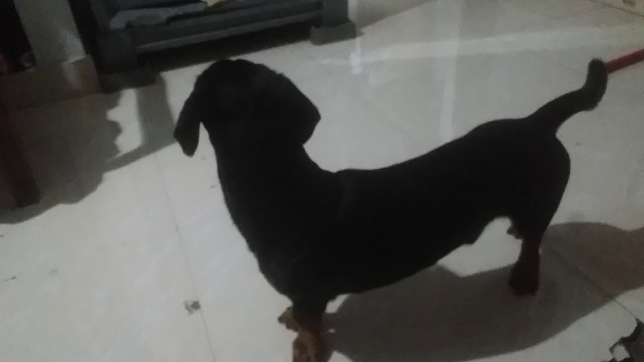 Abin 's Daash dog