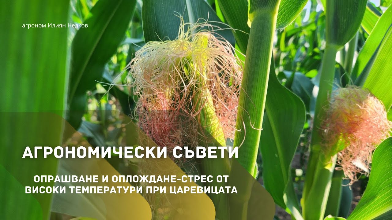 ОПРАШВАНЕ И ОПЛОЖДАНЕ-  СТРЕС ОТ ВИСОКИ ТЕМПЕРАТУРИ ПРИ ЦАРЕВИЦАТА