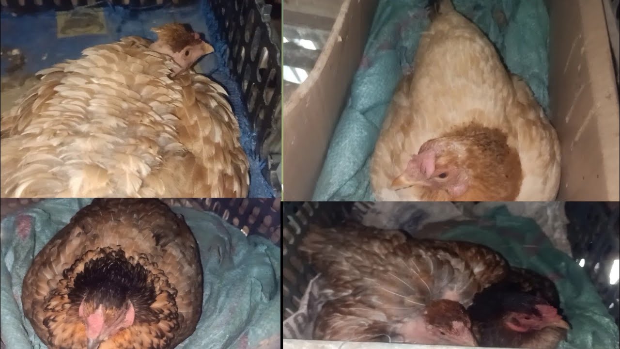 My hens are laying, while the 2 joining together