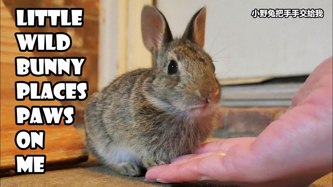 Getting little wild bunny to place paws on me