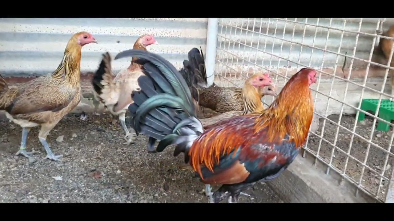 Breeding Pen, Proven Bloodlines, Joe Black, Haskell Hatch, Rubio Gold,