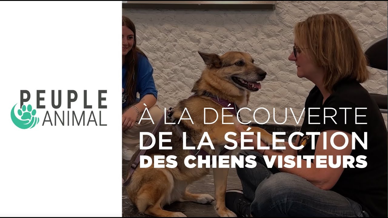 À la découverte de la sélection des chiens visiteurs