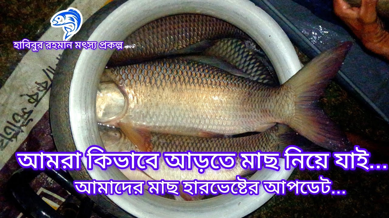 ৩৮৪.. আমরা কিভাবে আড়তে মাছ নিয়ে যাই...? (হারভেষ্ট আপডেট)। 