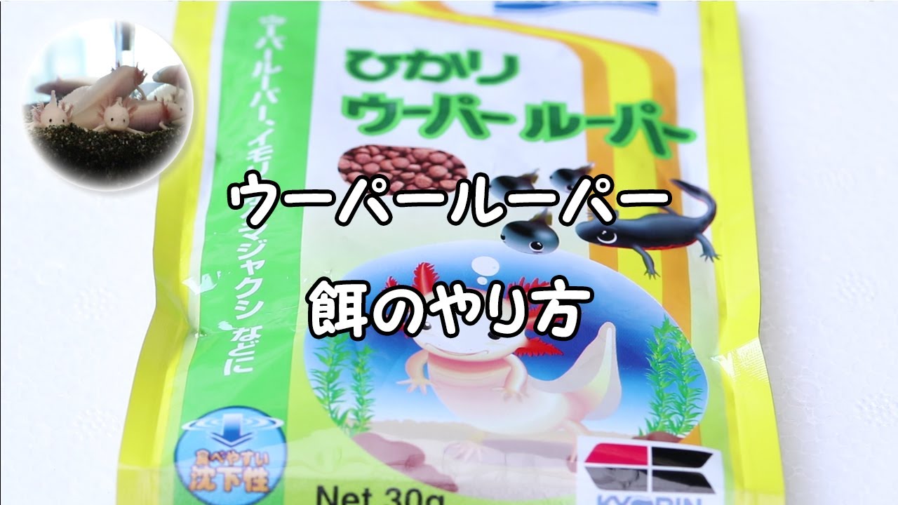 ウーパールーパー　飼い方　エサの与え方