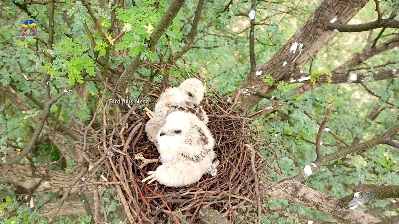 Falcon feeding and protecting babies on huge height @BirdPlusNest
