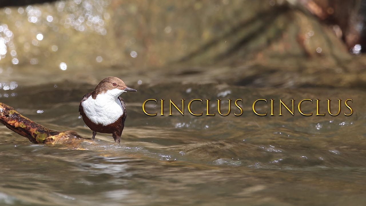 Cinclus cinclus - White-throated dipper - Cincle plongeur