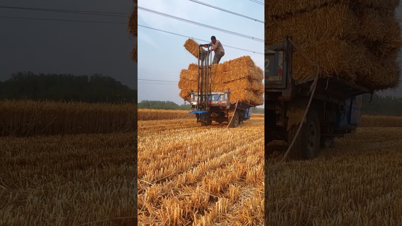 Working hard in the fields! 🌾🚜#HayBaling #HarvestSeason #FarmLife #Agriculture #RuralLife #Farmer