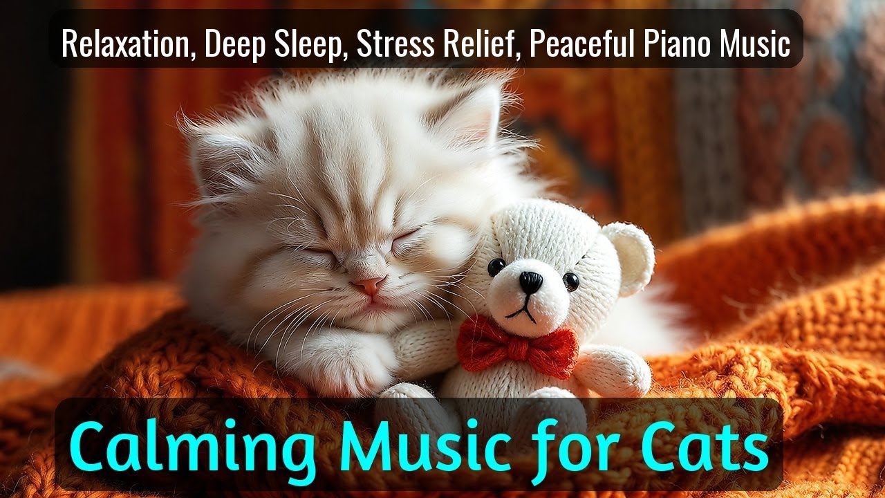 LIVE Relaxing Kitten Sleep Video for Calm Night 😌 | Season 28