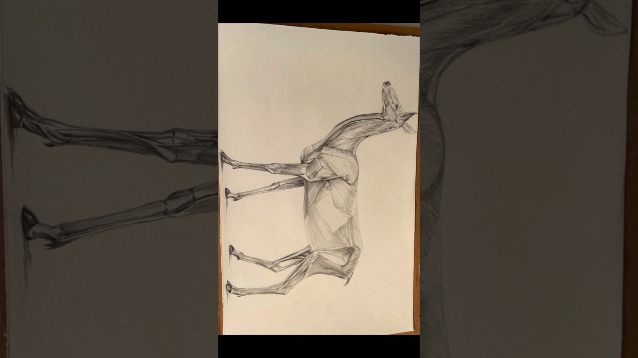 Muscle form of deer&hellip;#animalstudy #animalart #deer #pencildrawing #detailing #art #pencilshading