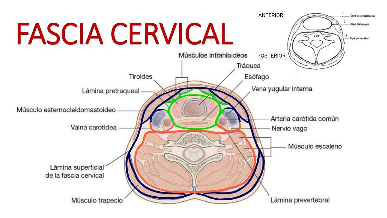 FASCIA CERVICAL