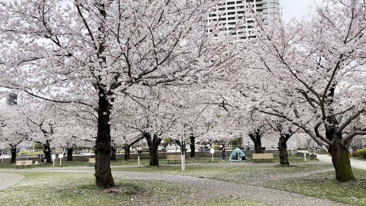Kinshicho Park 🌸Cherry Blossoms in Japan