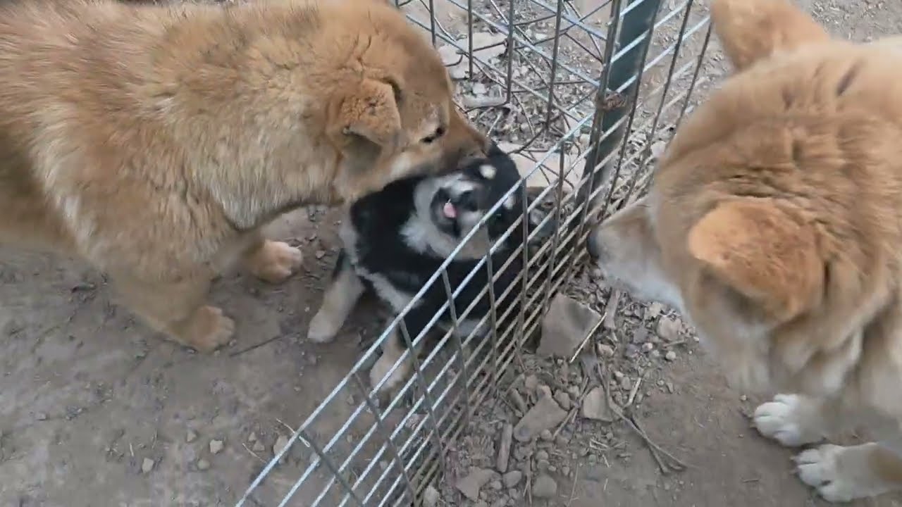 돌깡빼 외손녀 왕자 첫딸 블랙탄 암^^Korean Jindo Dog.