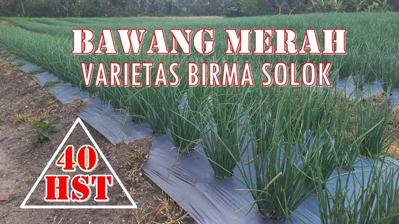 Bawang Merah (Varietas Birma Solok) 40 HST