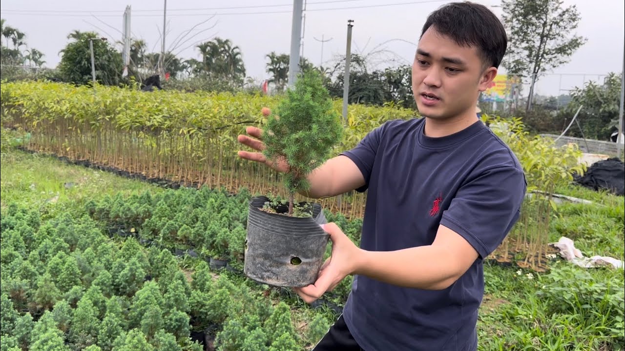 CÂY HOÀNG ĐÀN TUYẾT - HOÀNG ĐÀN TUYẾT ĐẦU NĂM 2026 SIÊU ĐẸP XUẤT BÁN - 0798 414 414