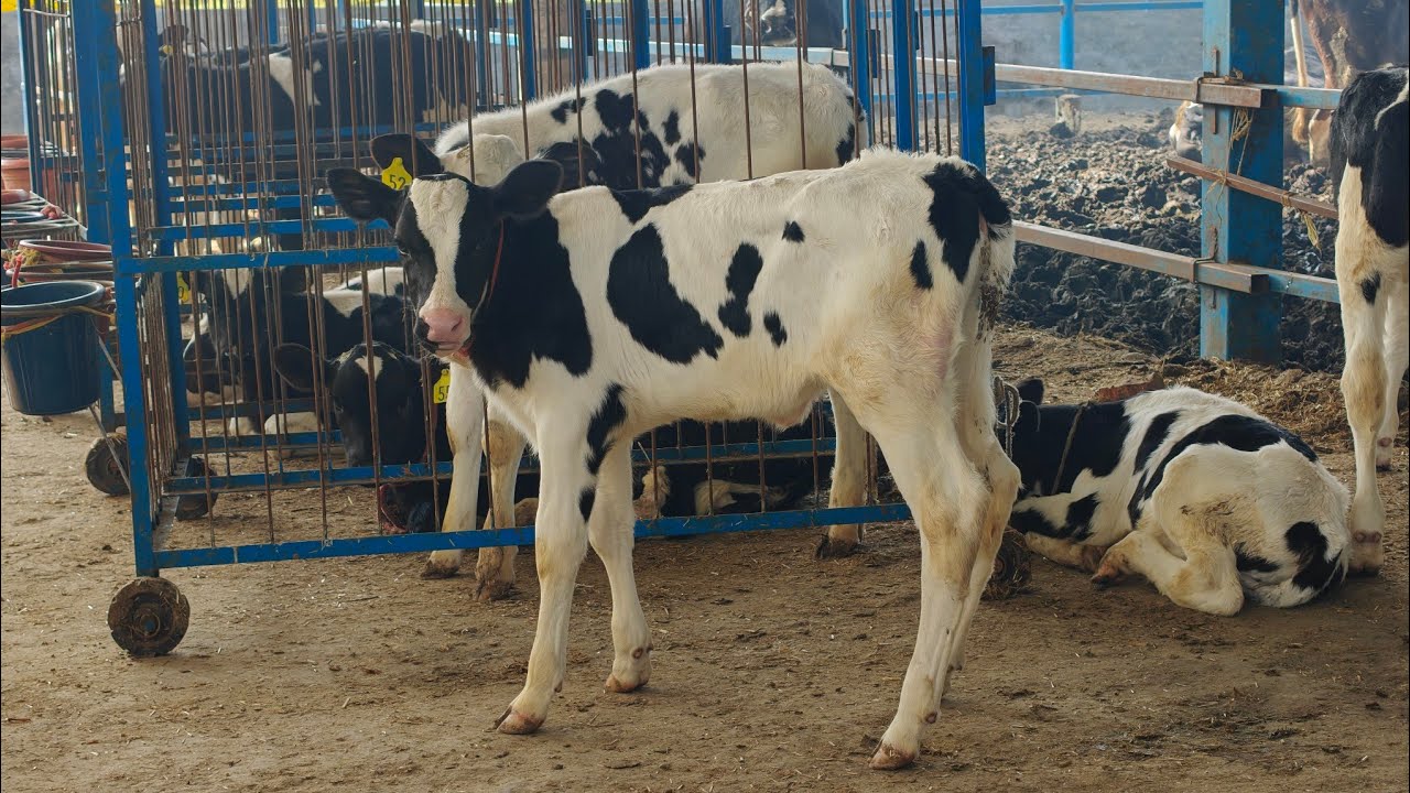 8 Animals for sale, 8 ਪਸ਼ੂ ਵਿਕਾਊ 