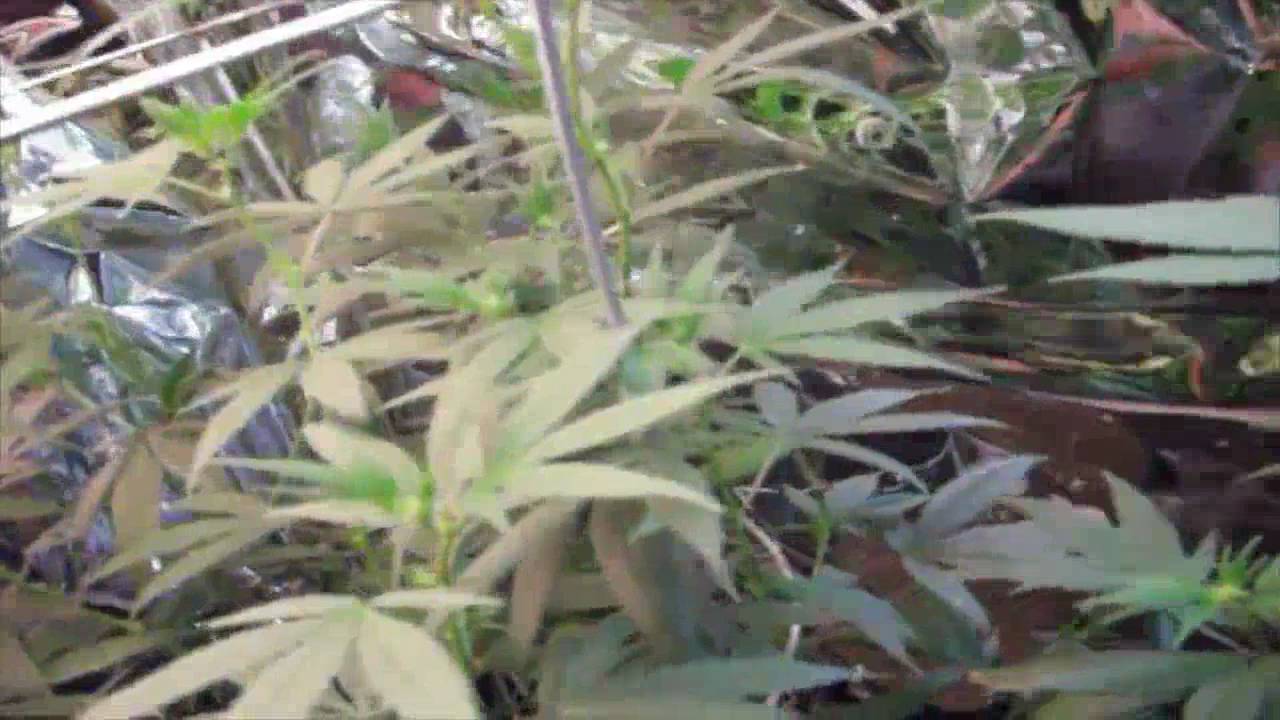 Grow Closet #31
