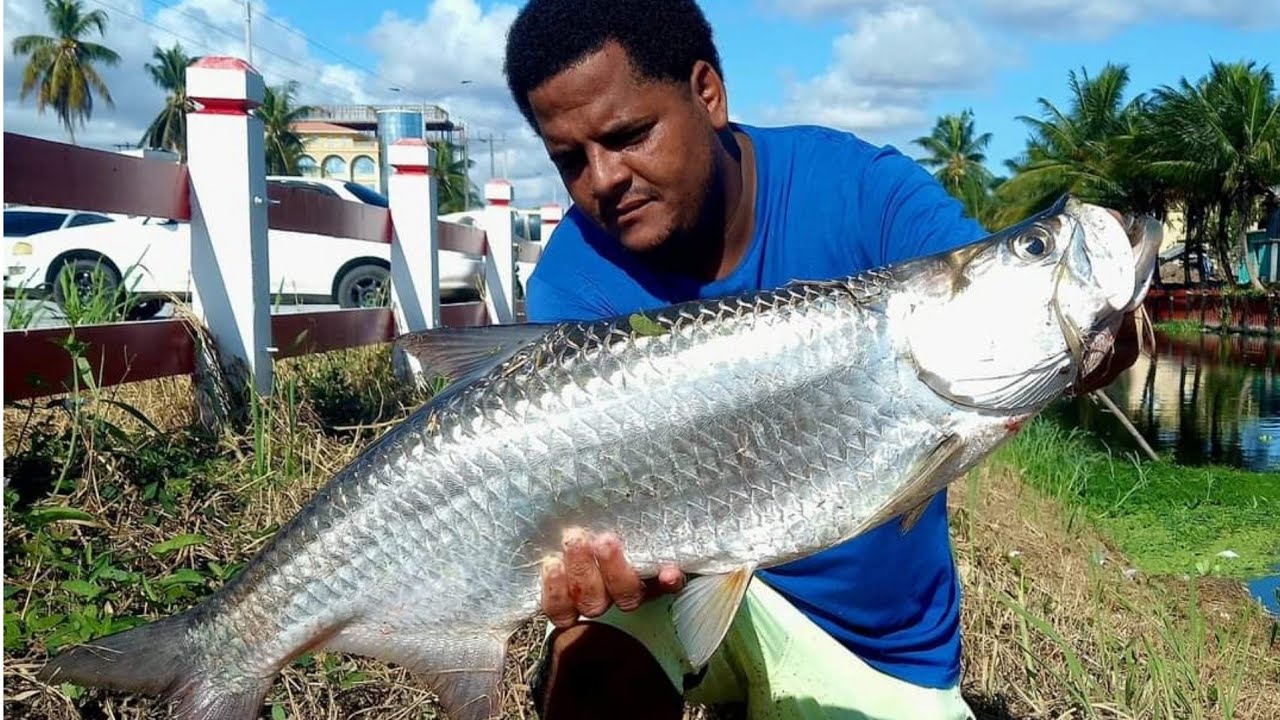 HOW to CATCH TARPON (cuffum) EASY WAY in GEORGETOWN GUYANA.