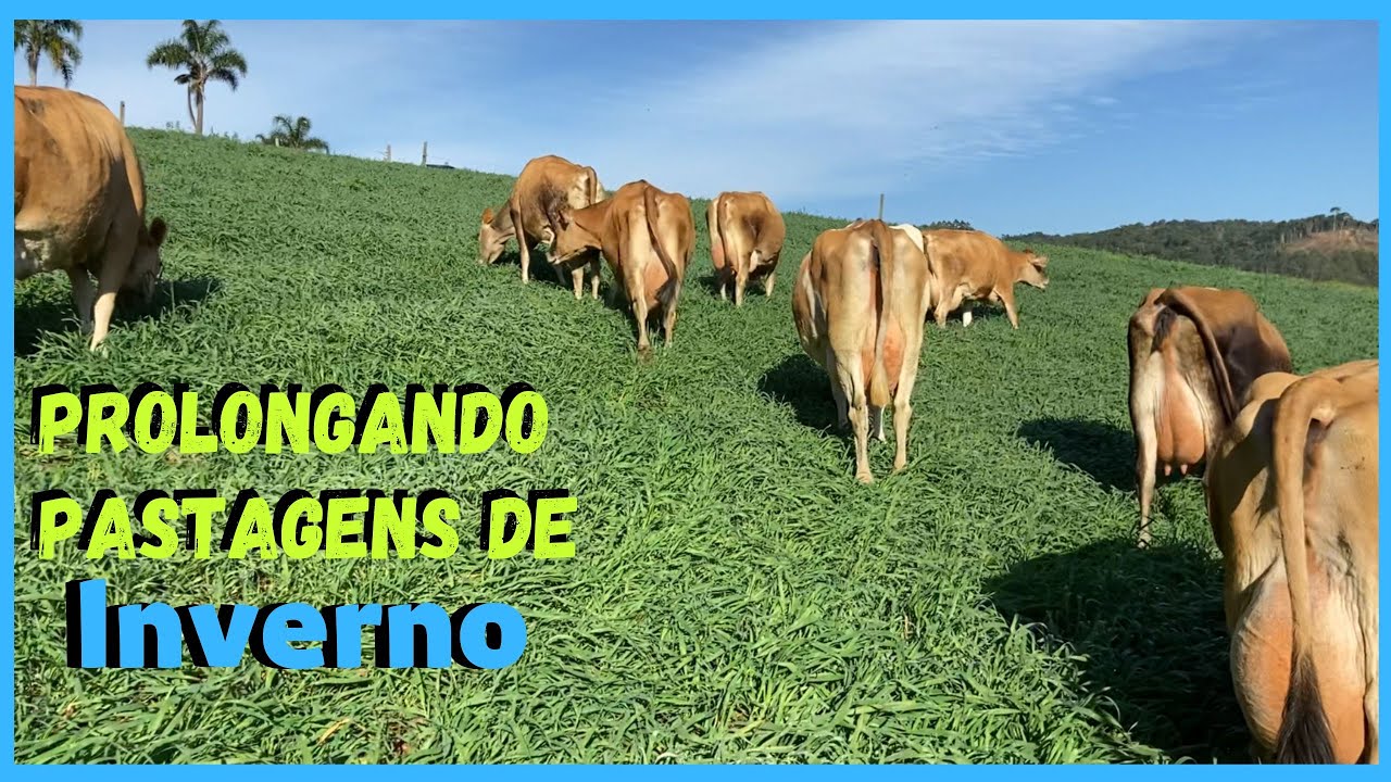 Escolha de sementes de pastagens ideais para o seu manejo de vacas leiteiras .