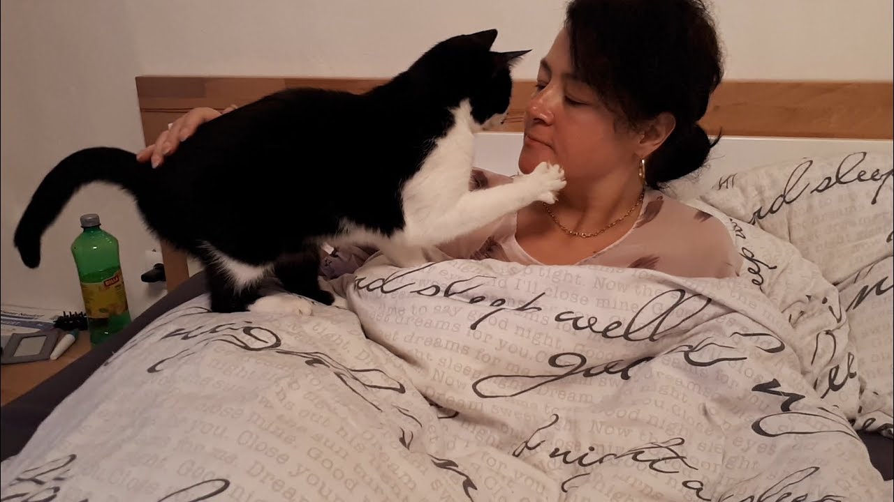 Katzen Liebe