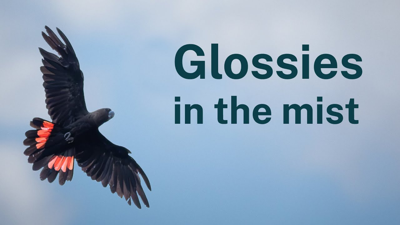 Saving glossy black-cockatoos in the Southern Highlands