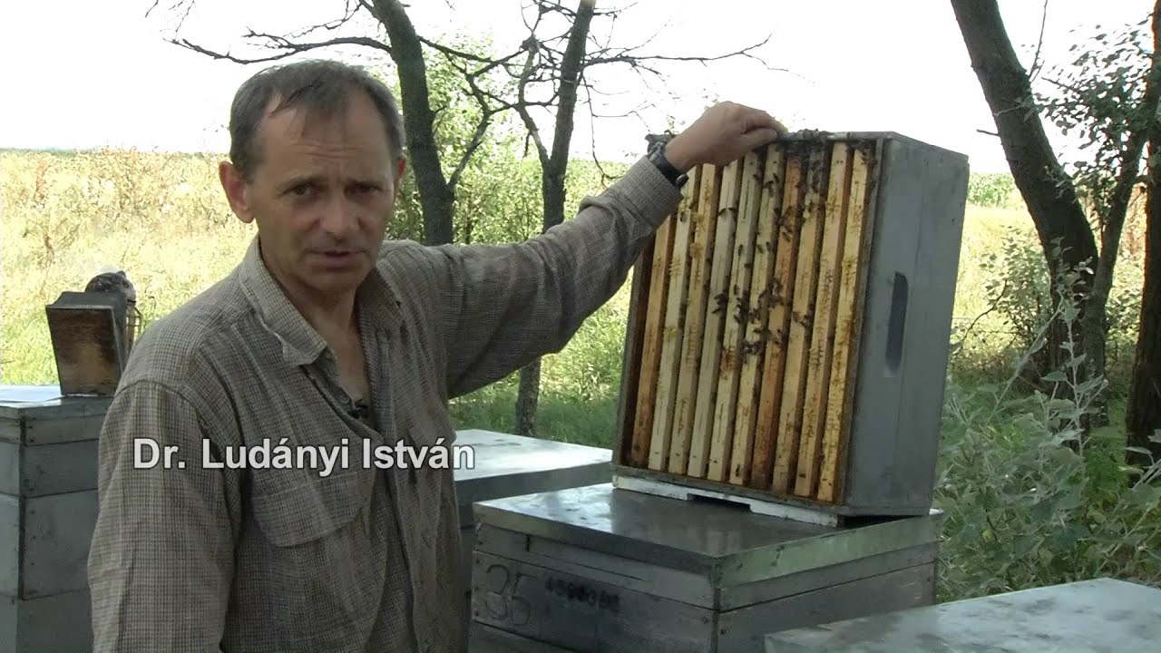 Mézelvétel méhlefújással