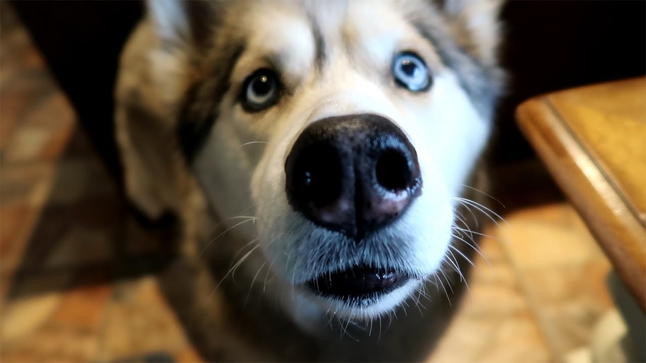 Shelby Likes Beans . .