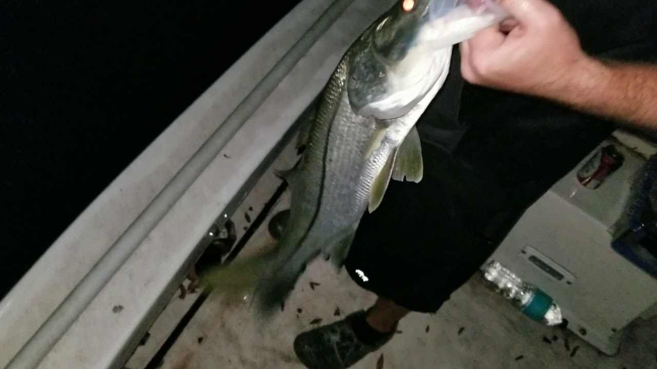 Tampa bay dock light snook