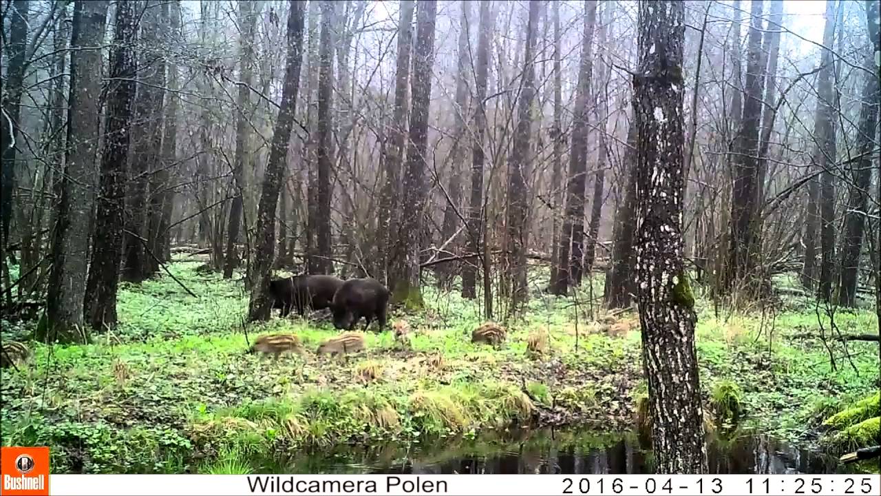 Zoogdier wild zwijn cameraval polen 2016