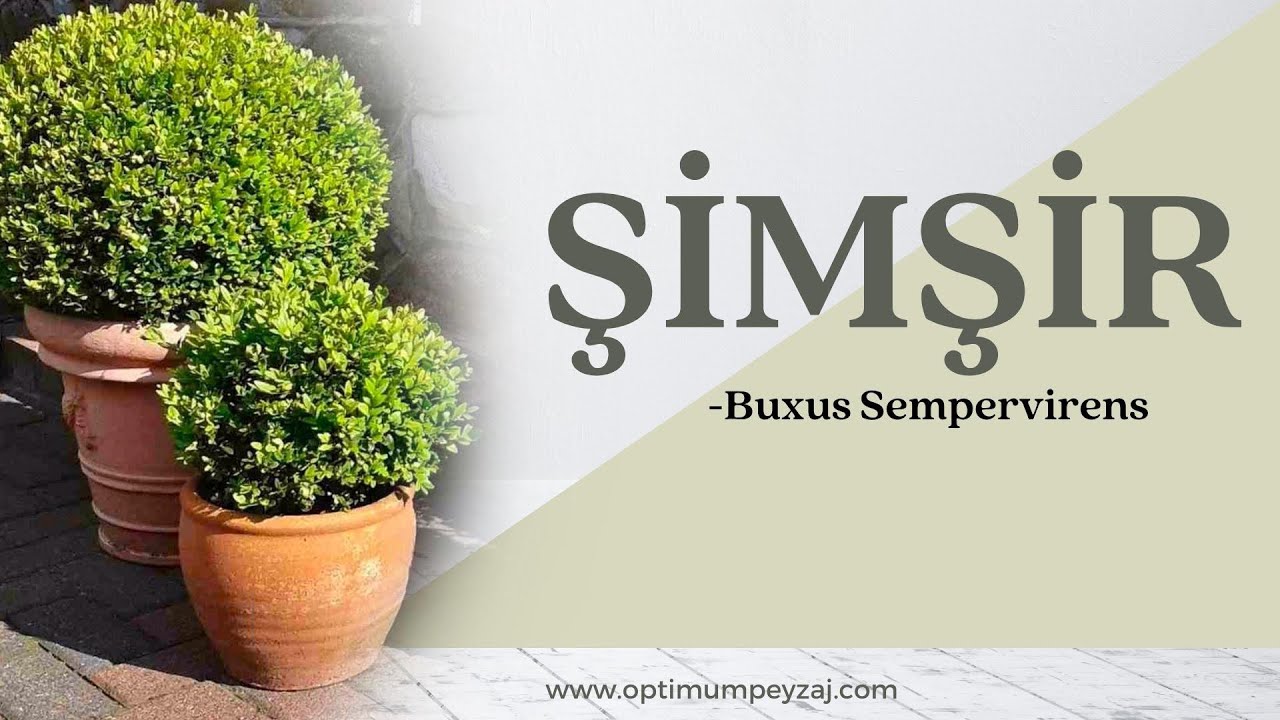BİTKİ ANSİKLOPEDİSİ | ŞİMŞİR - BUXUS SEMPERVİRENS BİTKİSİ NEDİR? ŞİMŞİR İSTEKLERİ NELERDİR?
