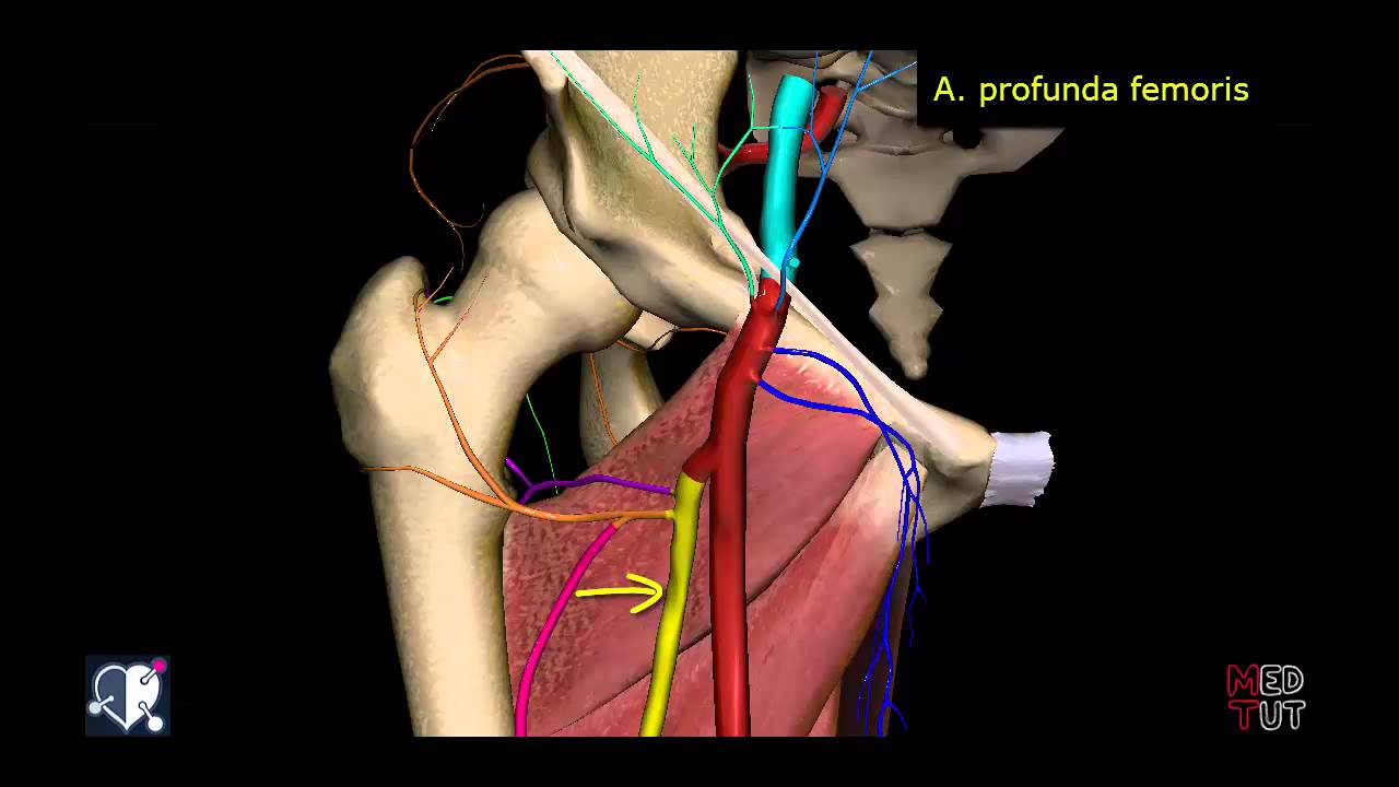 Untere Extremit&auml;t - Arterien - Oberschenkel - 3D