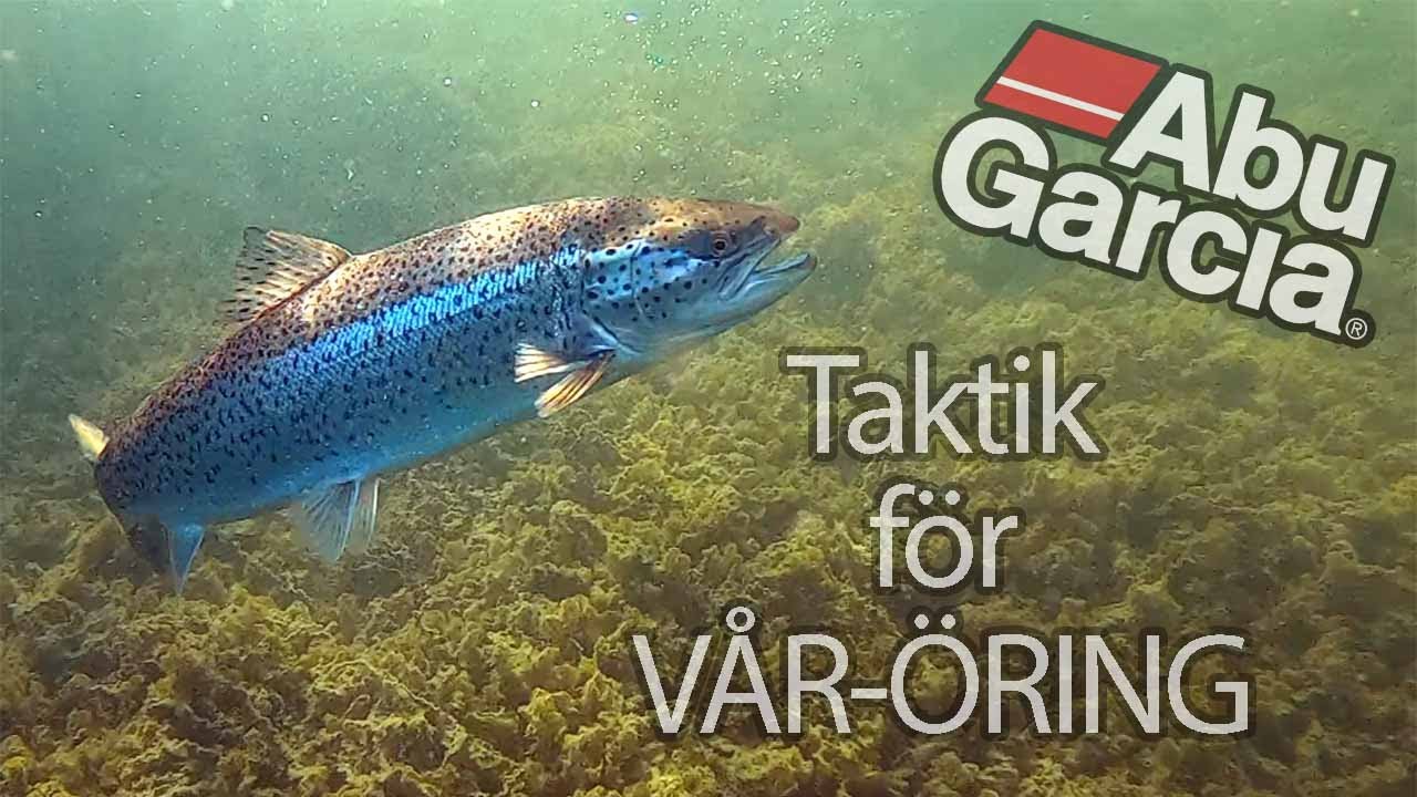 Hitta ÖRING på VÅREN!