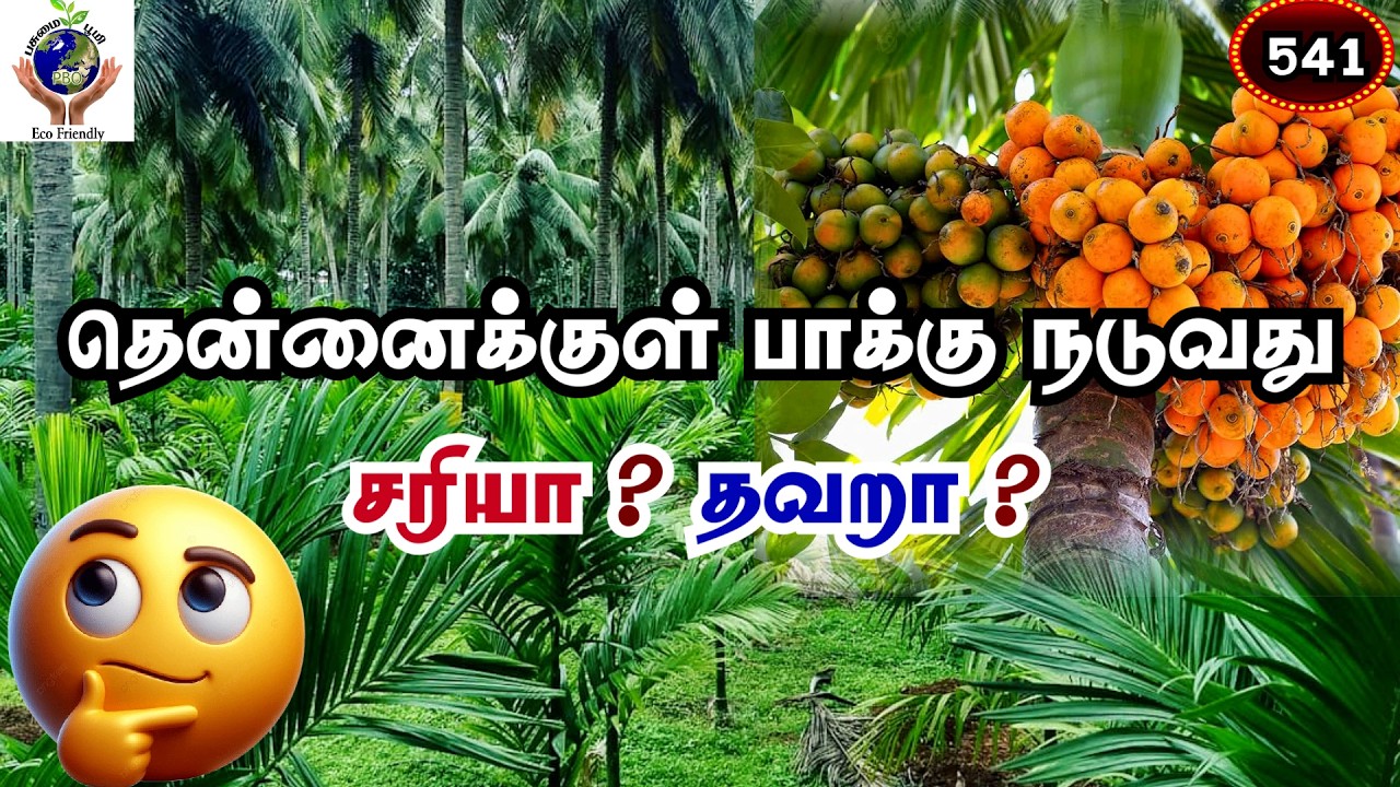 தென்னைக்குள் பாக்கு நடுவது ❗சரியா❓ தவறா❓It right to plant a palm tree inside a coconut✨ #fyp #music