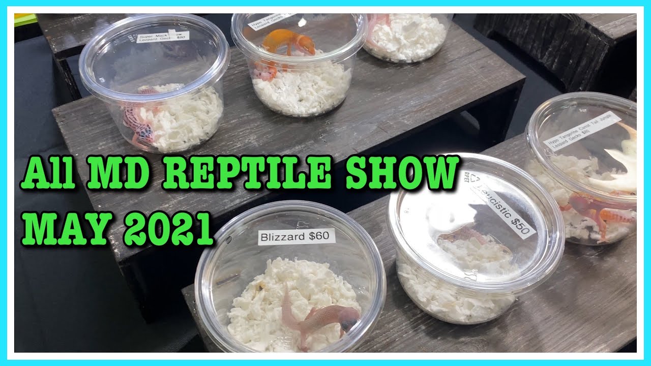 ALL MARYLAND REPTILE SHOW (May 2021) Reptile Expo | Ball Pythons | Geckos | Lizards | Snakes