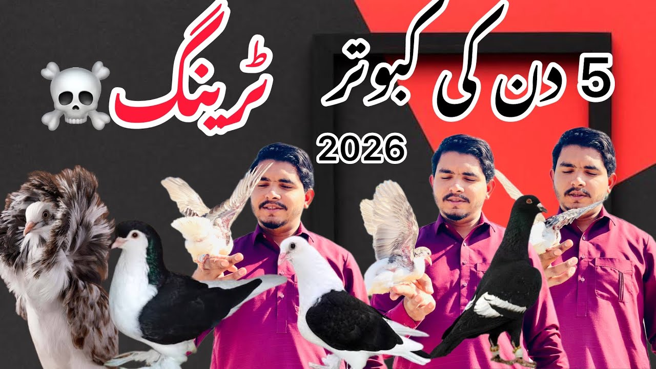 Onely 5 day trening pigeon Hand tame✅😍 Easy And Simple #pigeon #pigeonlover 